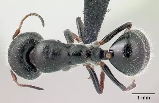 Camponotus jjacquia - CASENT0445287