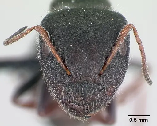 Camponotus jjacquia - CASENT0445287