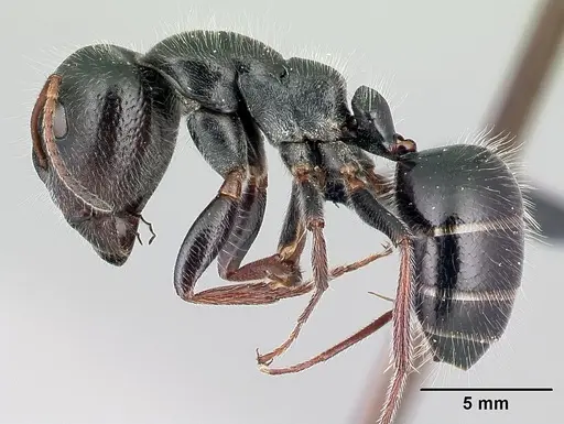 Camponotus jjacquia - CASENT0445287