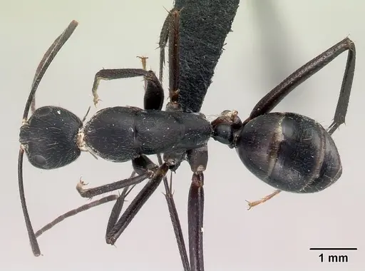 Camponotus joany specimen