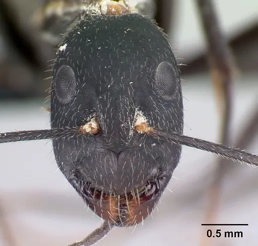 Camponotus joany specimen
