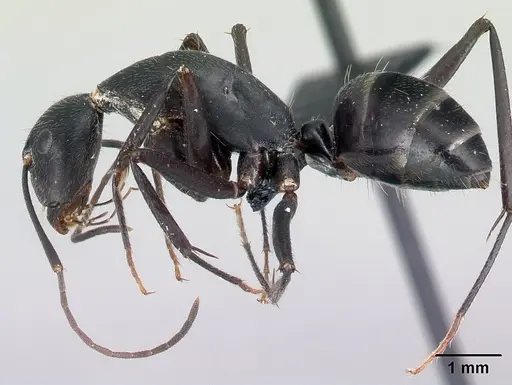Camponotus joany specimen