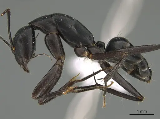 Camponotus joany - CASENT0408909