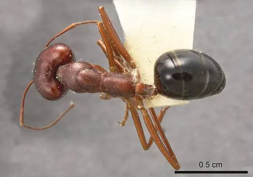 Camponotus johnclarki specimen