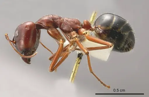 Camponotus johnclarki specimen