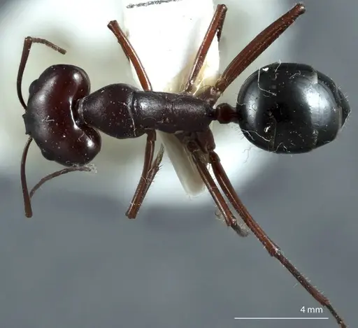 Camponotus johnclarki - ANTWEB1041163