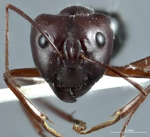 Camponotus johnclarki - ANTWEB1041163