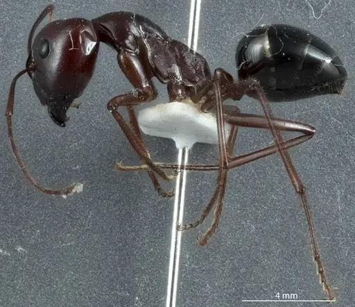 Camponotus johnclarki - ANTWEB1041163