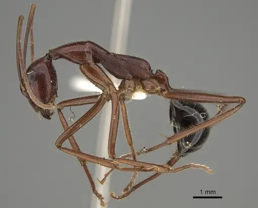 Camponotus johnclarki - CASENT0887682