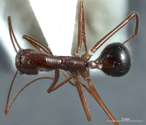 Camponotus johnclarki - JDM32-001230