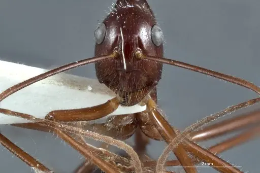 Camponotus johnclarki - JDM32-001230