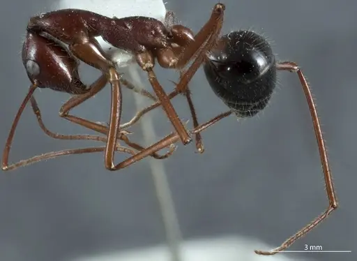 Camponotus johnclarki - JDM32-001230