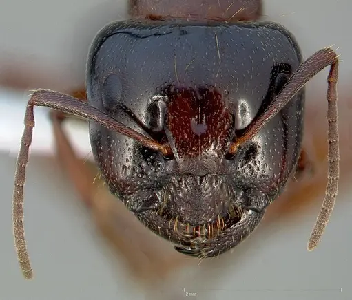 Camponotus johnsoni specimen