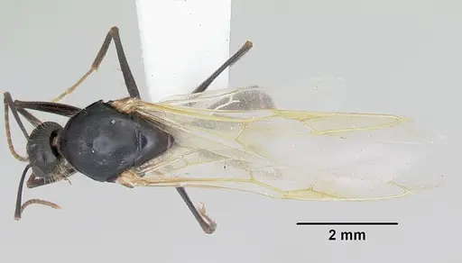 Camponotus johnsoni - CASENT0103109