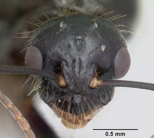 Camponotus johnsoni - CASENT0103109