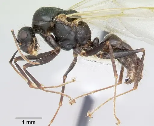 Camponotus johnsoni - CASENT0103109