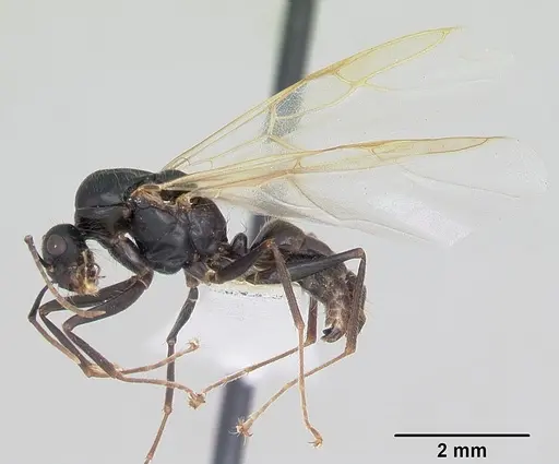 Camponotus johnsoni - CASENT0103109