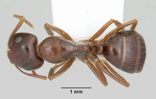 Camponotus johnsoni - CASENT0103110