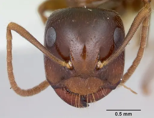 Camponotus johnsoni - CASENT0103110
