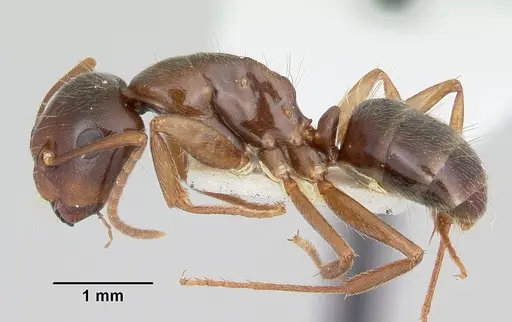 Camponotus johnsoni - CASENT0103110