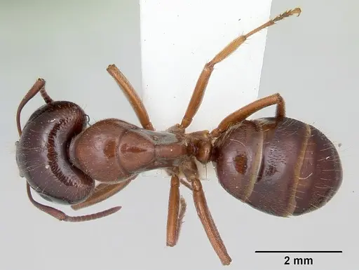 Camponotus johnsoni - CASENT0103111