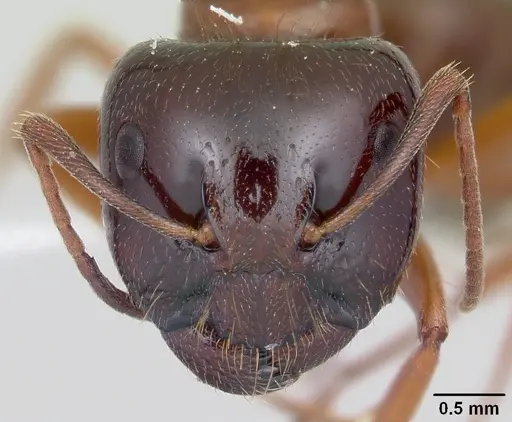 Camponotus johnsoni - CASENT0103111