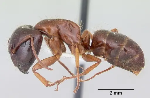 Camponotus johnsoni - CASENT0103111