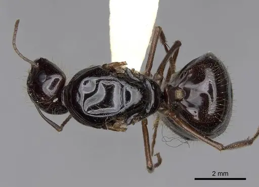 Camponotus johnsoni - CASENT0923086