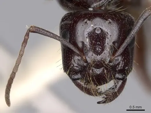 Camponotus johnsoni - CASENT0923086