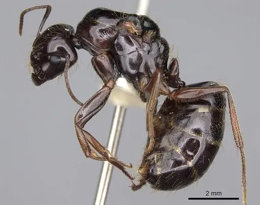 Camponotus johnsoni - CASENT0923086