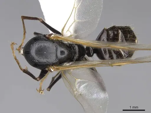 Camponotus johnsoni - CASENT0923087