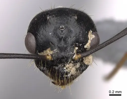 Camponotus johnsoni - CASENT0923087