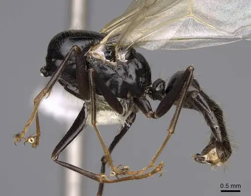 Camponotus johnsoni - CASENT0923087