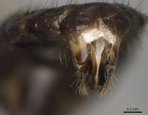 Camponotus johnsoni - CASENT0923087