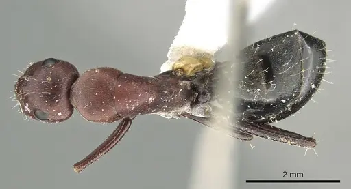 Camponotus judithmorrisae specimen
