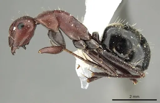 Camponotus judithmorrisae specimen