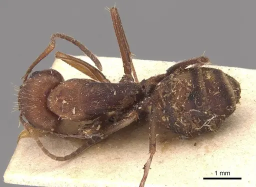 Camponotus juliae specimen