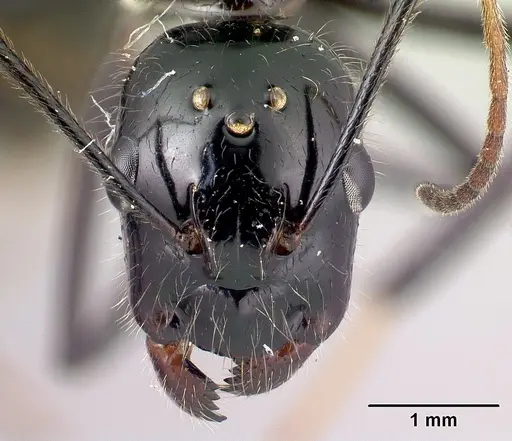 Camponotus karaha specimen