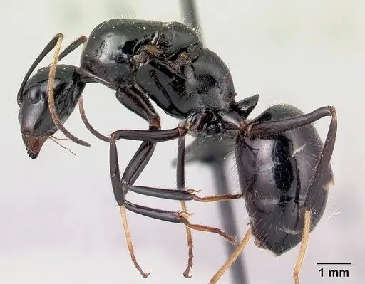 Camponotus karaha specimen