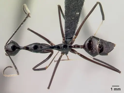 Camponotus karaha - CASENT0067555