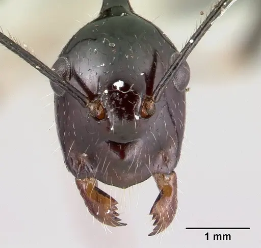 Camponotus karaha - CASENT0067555