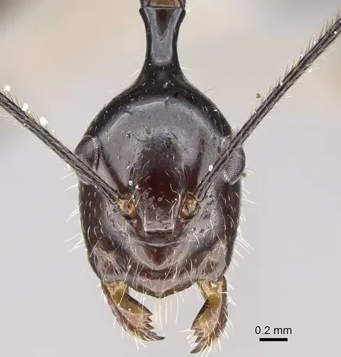 Camponotus karaha - CASENT0067555