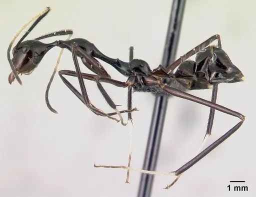 Camponotus karaha - CASENT0067555