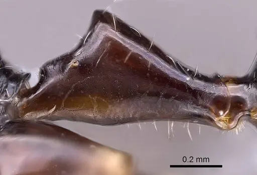 Camponotus karaha - CASENT0067555