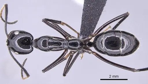 Camponotus karaha - CASENT0151921