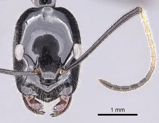 Camponotus karaha - CASENT0151921