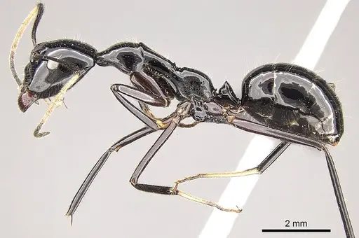 Camponotus karaha - CASENT0151921