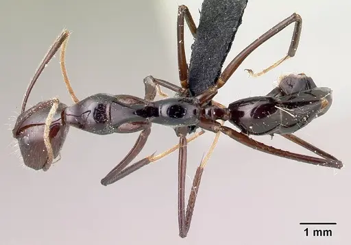 Camponotus karaha - CASENT0179435