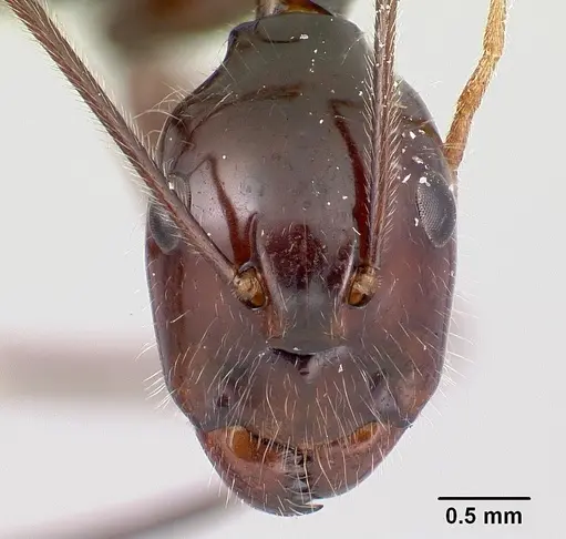 Camponotus karaha - CASENT0179435
