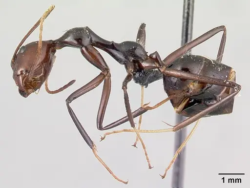 Camponotus karaha - CASENT0179435